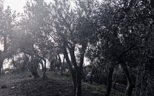 Vergessene Oliven
